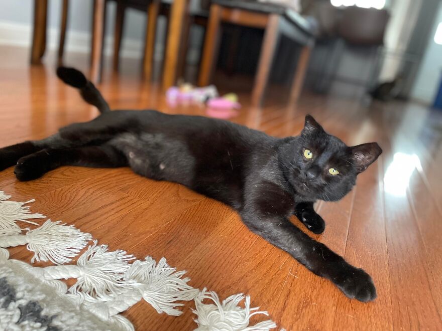 Cat Gets Attacked By Two Dogs, Survives, And Finds His Forever Home With The Veterinarian Who Saved Him