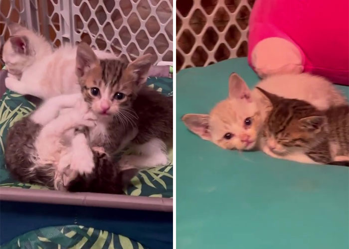 Man ‘Ambushed’ By Kittens As He Stops On The Side Of The Road To Rescue One Man ‘Ambushed’ By Kittens As He Stops On The Side Of The Road To Rescue One