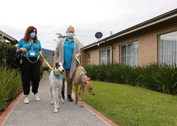New Pilot Project Will See Rescued Greyhounds Visiting The Elderly In Aged Care Homes In Australia New Pilot Project Will See Rescued Greyhounds Visiting The Elderly In Aged Care Homes In Australia