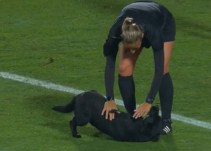 People Online Are Loving This Black Labrador Demanding Belly Rubs From Players In The Middle Of An International Soccer Match