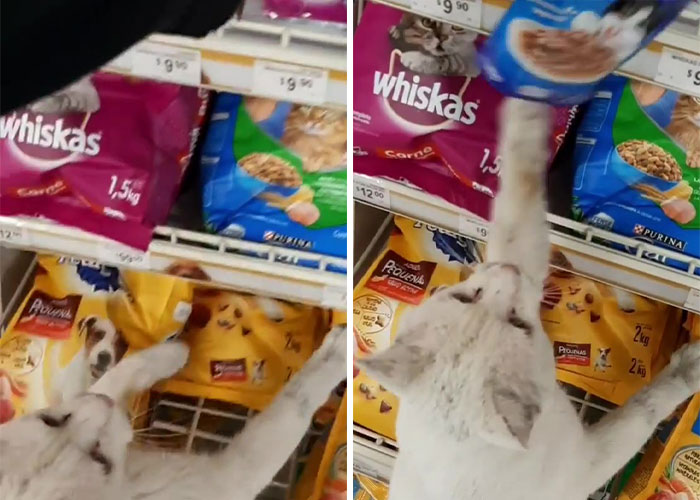 Stray Cat Begging For Food At A Store Melts This Woman's Heart, So She Adopts It And Shares Its Glow Up On Instagram Stray Cat Begging For Food At A Store Melts This Woman's Heart, So She Adopts It And Shares Its Glow Up On Instagram