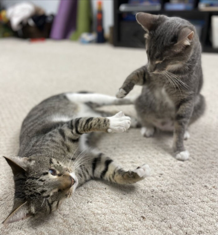 These Cat Twins Were Born With Only A Pair Of Eyes Between Them, But That Doesn’t Stop Them From Brawling All Over The Place!