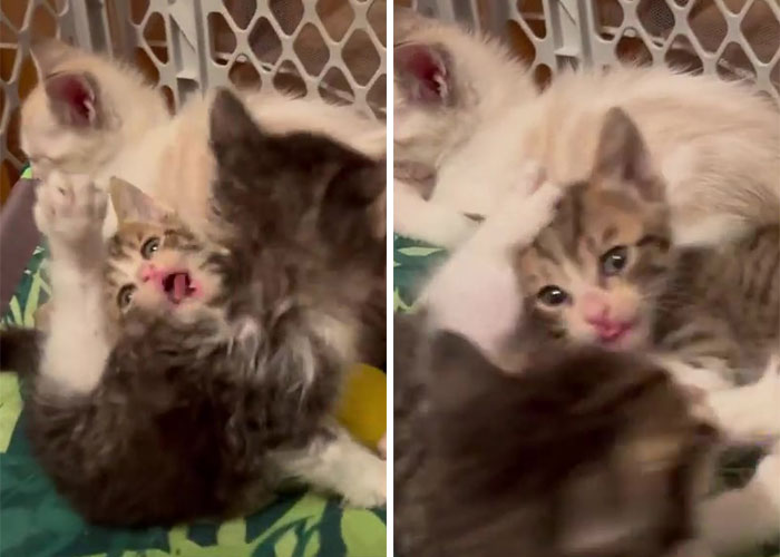 Man ‘Ambushed’ By Kittens As He Stops On The Side Of The Road To Rescue One