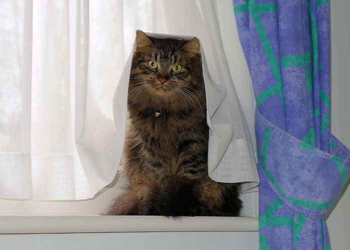 Every Private Tenant In UK To Get Legal Right To Keep A Pet In “Biggest Shake-Up Of The Private Rented Sector In 30 Years” Every Private Tenant In UK To Get Legal Right To Keep A Pet In “Biggest Shake-Up Of The Private Rented Sector In 30 Years”