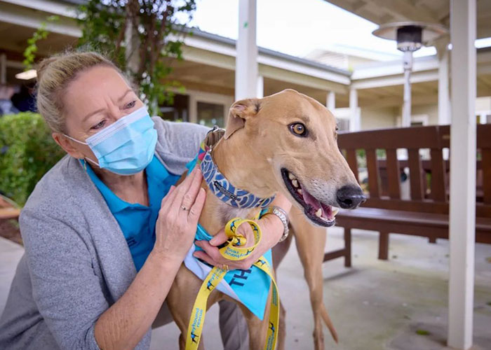 New Pilot Project Will See Rescued Greyhounds Visiting The Elderly In Aged Care Homes In Australia New Pilot Project Will See Rescued Greyhounds Visiting The Elderly In Aged Care Homes In Australia
