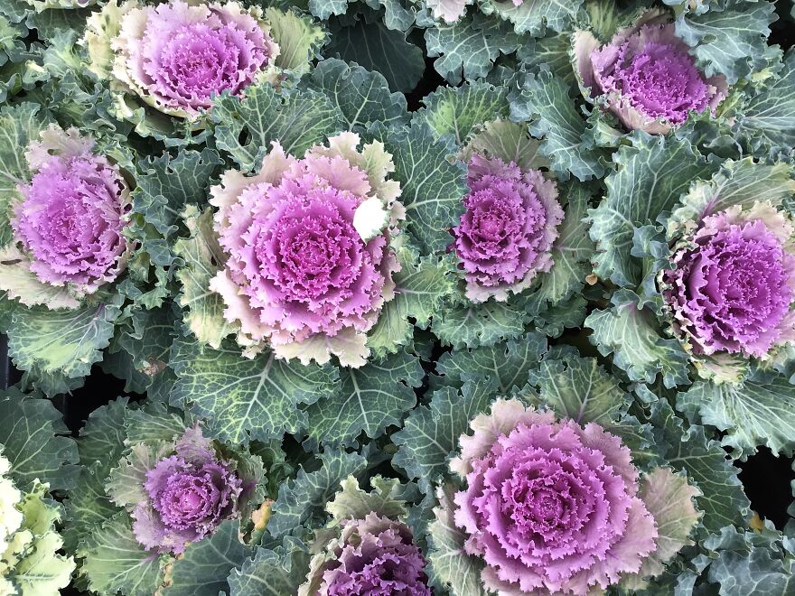 Ornamental Kale