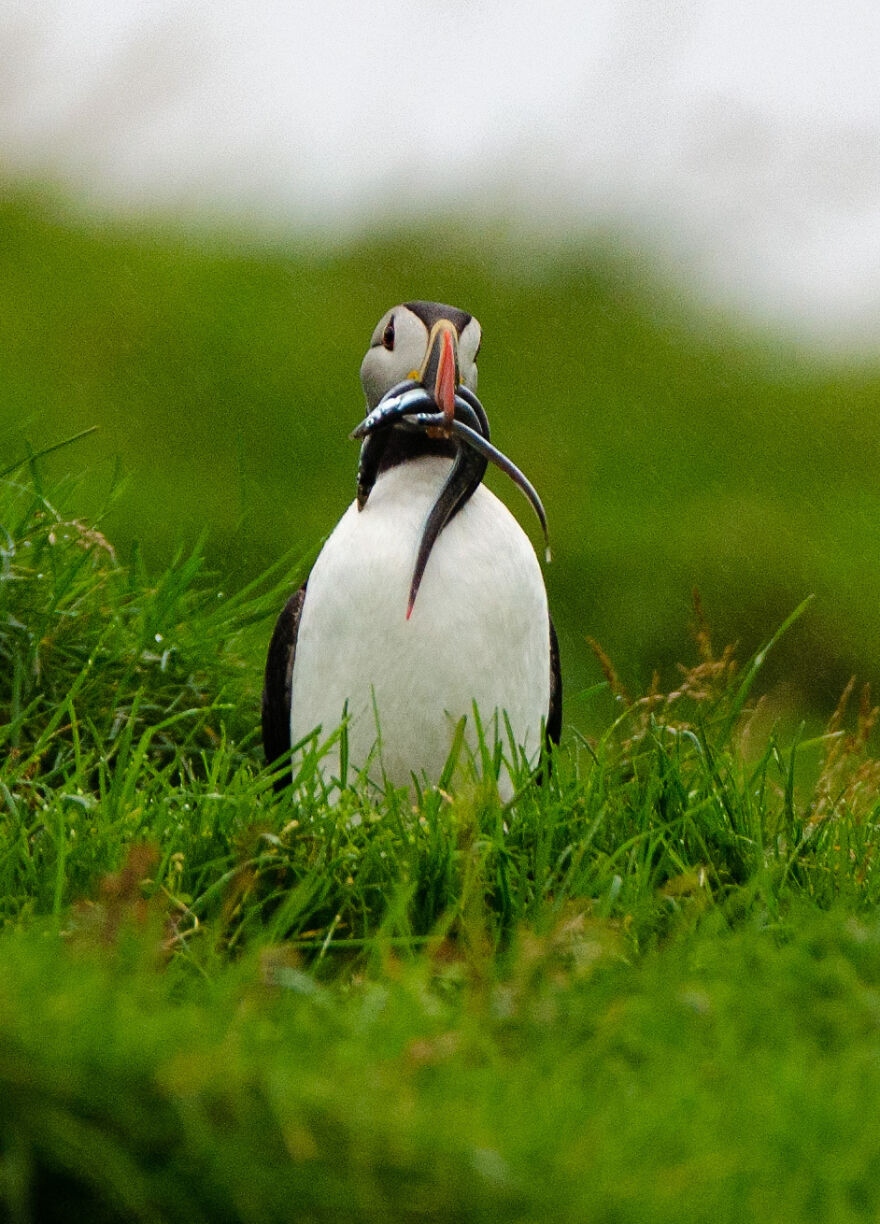 Icelandic Puffin With His Snack