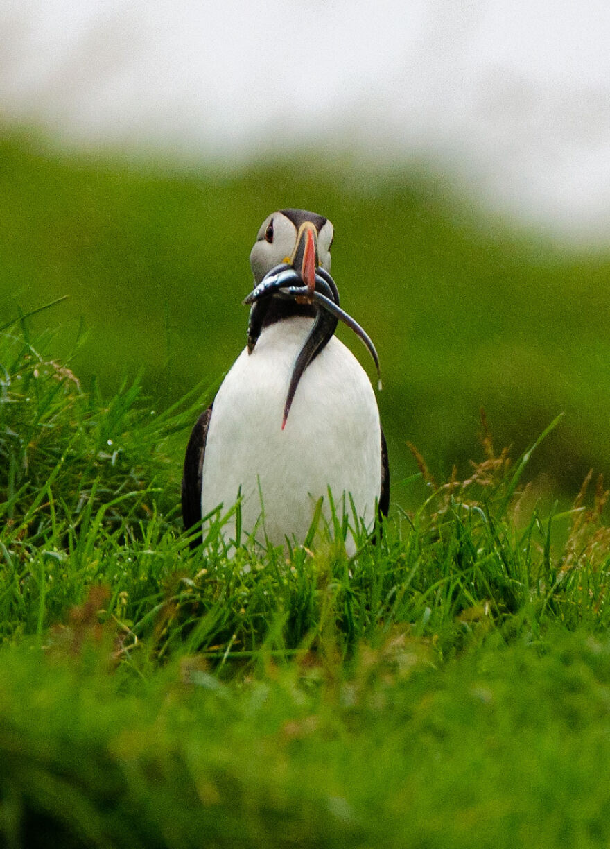Icelandic Puffin With His Snack