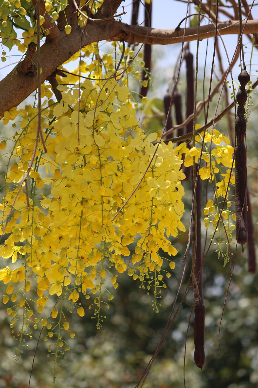 The Golden Shower Tree Showered Me With Luck !!