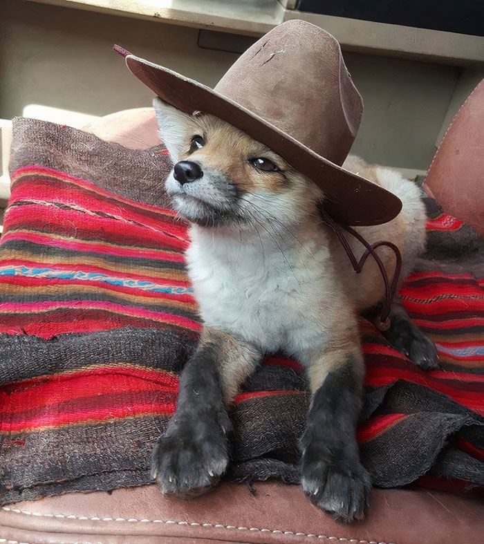 Fox With A Hat!