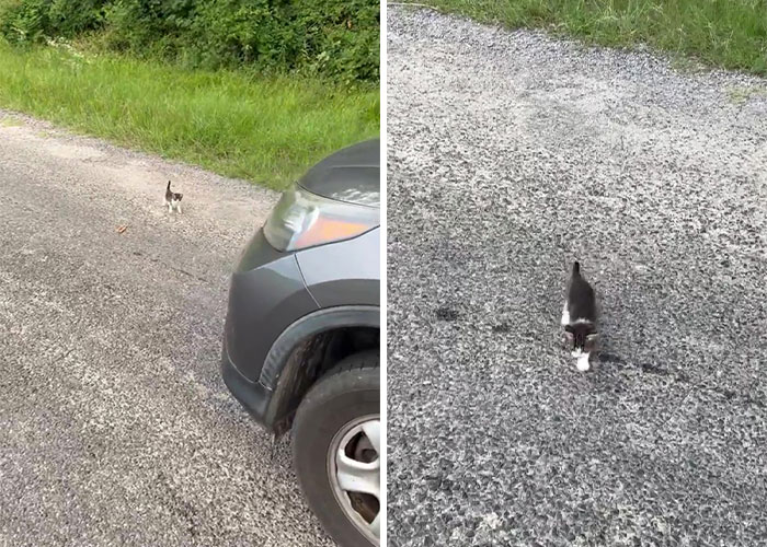 Man ‘Ambushed’ By Kittens As He Stops On The Side Of The Road To Rescue One Man ‘Ambushed’ By Kittens As He Stops On The Side Of The Road To Rescue One