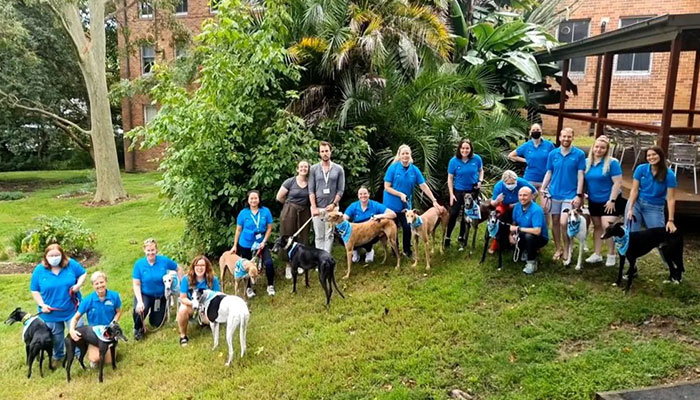 New Pilot Project Will See Rescued Greyhounds Visiting The Elderly In Aged Care Homes In Australia New Pilot Project Will See Rescued Greyhounds Visiting The Elderly In Aged Care Homes In Australia