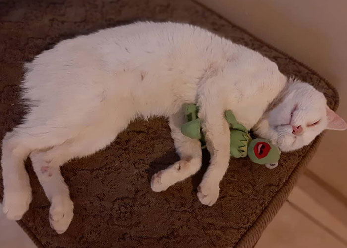 Stray Cat Begging For Food At A Store Melts This Woman's Heart, So She Adopts It And Shares Its Glow Up On Instagram Stray Cat Begging For Food At A Store Melts This Woman's Heart, So She Adopts It And Shares Its Glow Up On Instagram