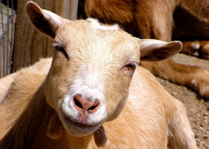 Math Teacher Cries Tears Of Joy After Finding Out The Reason Students Called Them The GOAT Is Because They Loved Them