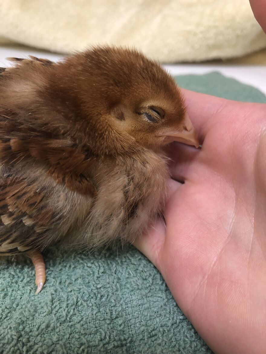 Rhode Island Red, Nestled Against The Warmth Of My Hand
