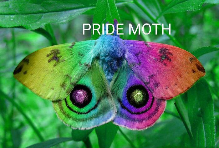 Pride Moth