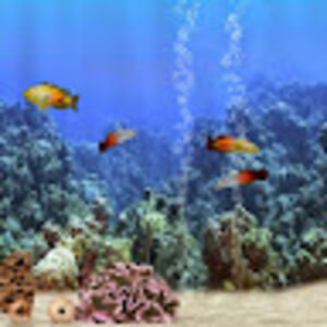 christinahallauer avatar