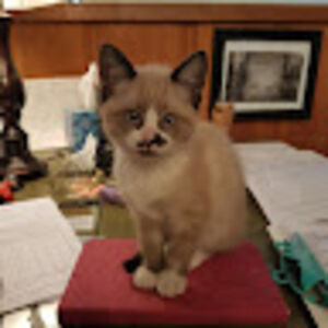 nixie4everaddlednix avatar