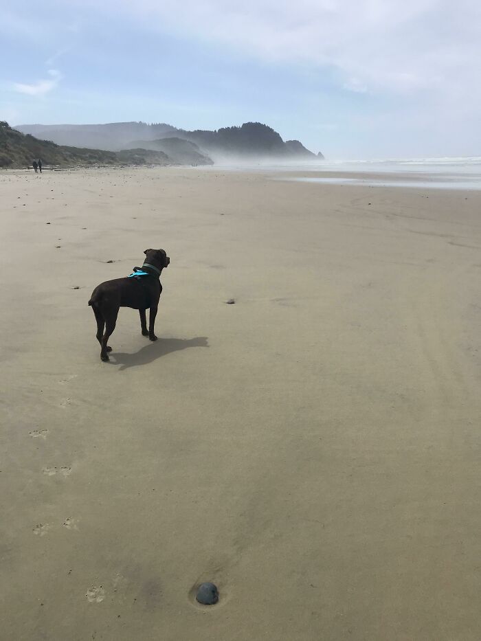 Called In Sick To Work. Took My Newly Adopted Dog To The Beach On A Beautiful Spring Day