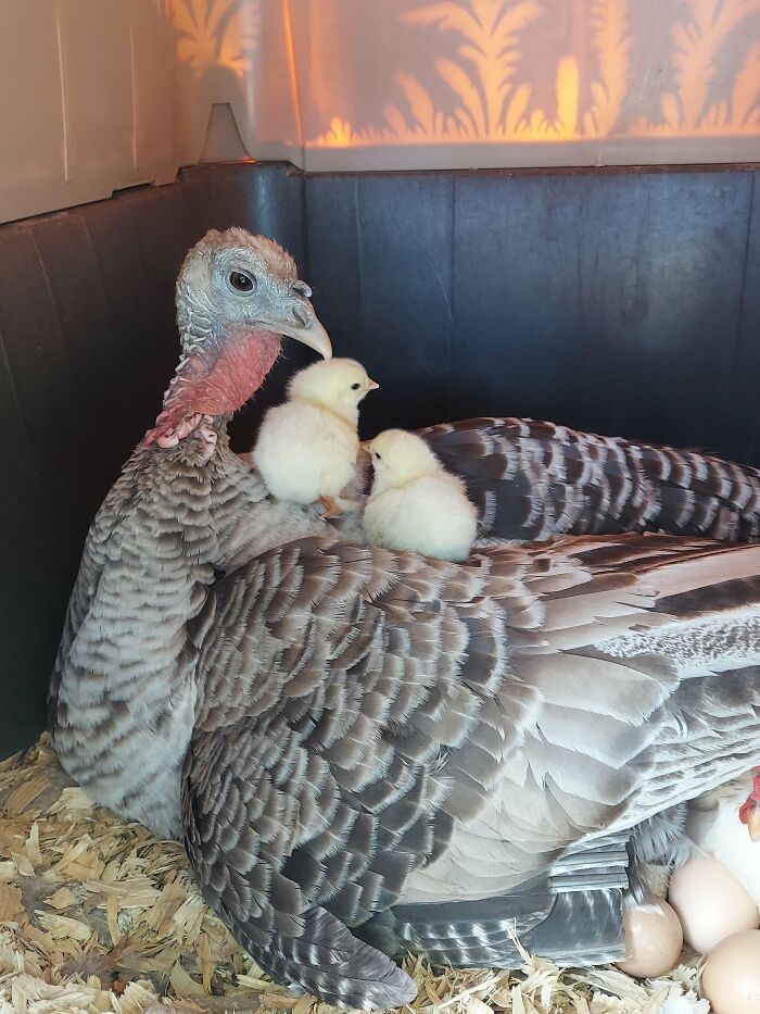Mi pava lleva 3 años intentando tener hijos. Ninguno de sus huevos es fértil. Ella adoptó algunos huevos no deseados de mi gallina y están eclosionando. ¡¡¡Feliz Mamá Nueva!!!