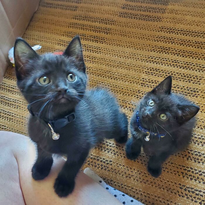 The GF And I Adopted Our Very Own Little Twin Voids 🐈‍⬛🐈‍⬛ Soup(L) And Sandwich(R)