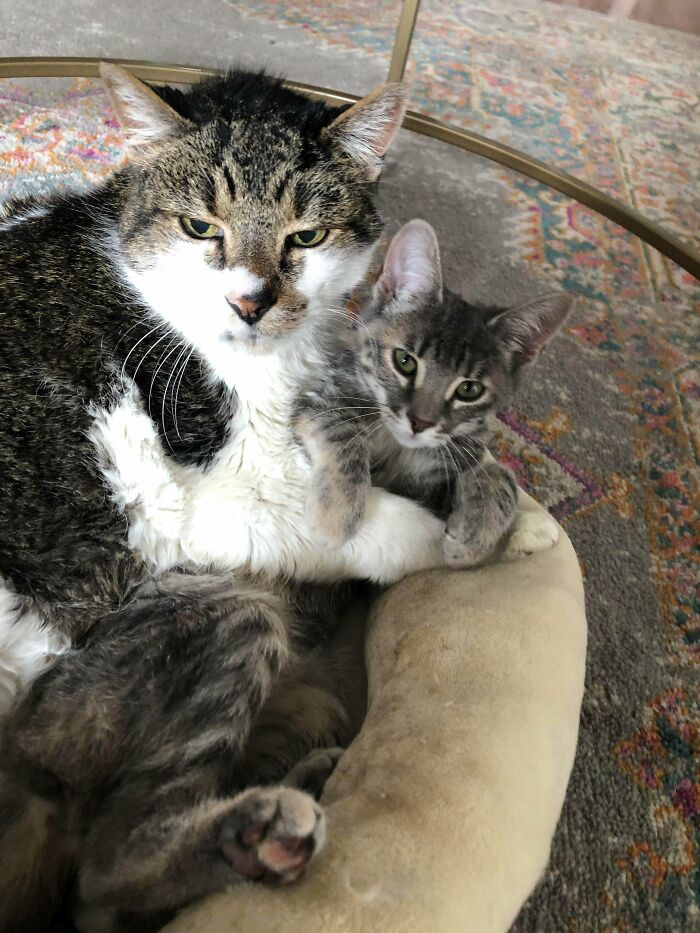 I Adopted Two Kittens During Quarantine, And They Immediately Became Attached To My Elderly Boy