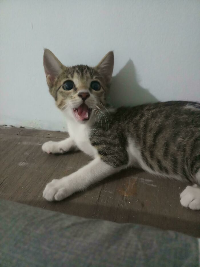 My New Rescue Kitten Who Just Loves To Yell