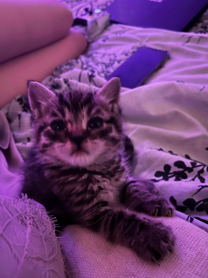 My Girlfriend And I Rescued A Kitten A Couple Days Ago And I Just Wanted To Share