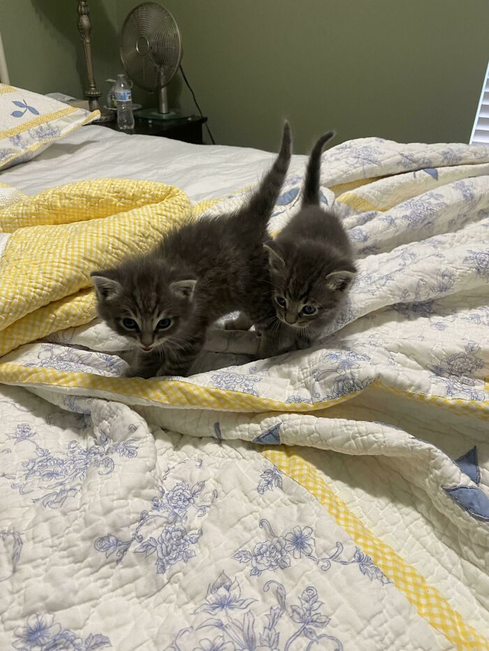 I Was Told Y’all Would Appreciate These Rescue Kittens