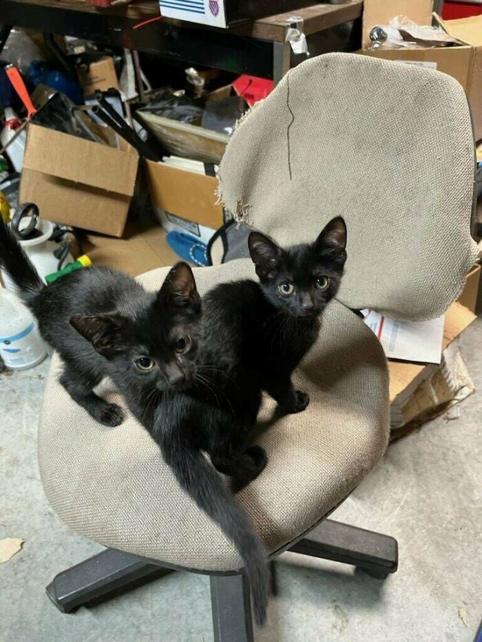 Update On My Two Rescue Kittens . They Like The Accommodations And Want To Stay