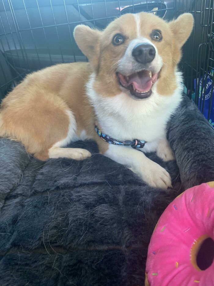 My Wife And I After Years Of Research Finally Got A Corgi, We Got A Rescue And I Didn’t Take Into Consideration The Fleas, What Do Y’all Use For Fleas?