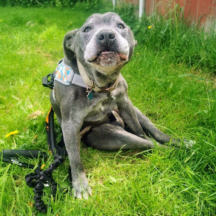 Geriatric Rescue Hippo Blue Having A Little Rest After A Very Short Wobble Using His Butt Harness Thing (We Know It As The Brazilian)