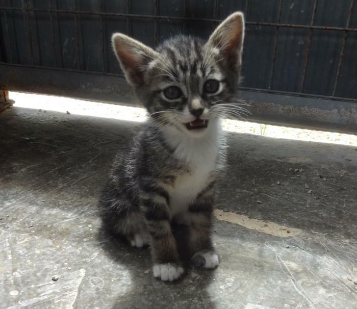 I'm Going To Adopt This Lil Guy Tomorrow. Name Suggestions? :d He Is The Sole Survivor Of The Litter