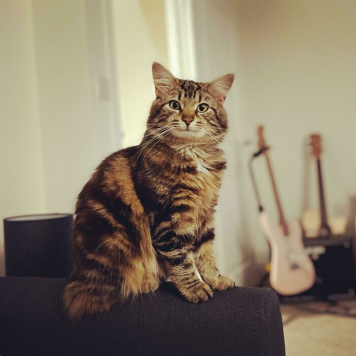 This Is Cooper, My New Puss, Recently Adopted From The Rspca. He Knows He Looks Good!