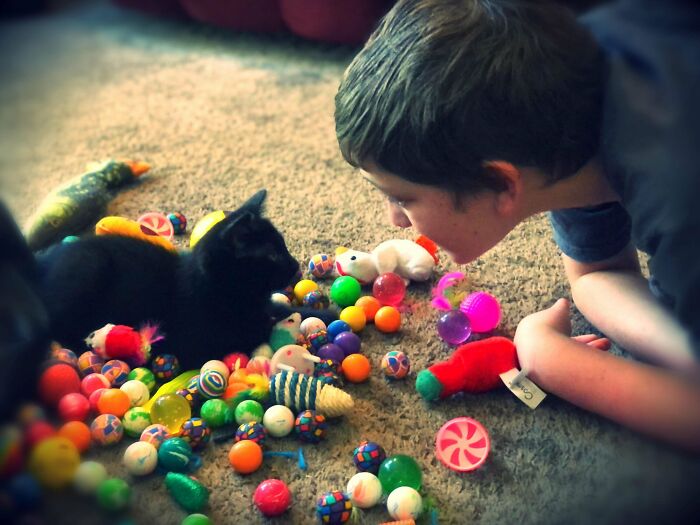 Mi hijo autista muestra su colección de juguetes para gatos a su gatito recién adoptado del refugio