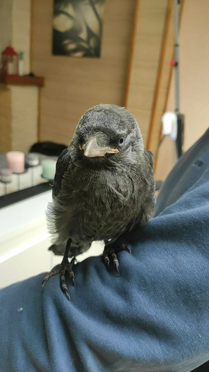 My Friend Found A Crow Stuck In Some Cables At High Neighbor's House And Decided To Adopt It. Gave It A Chance To Leave As Well, But It Decided To Stay. Still Looking For A Name Though
