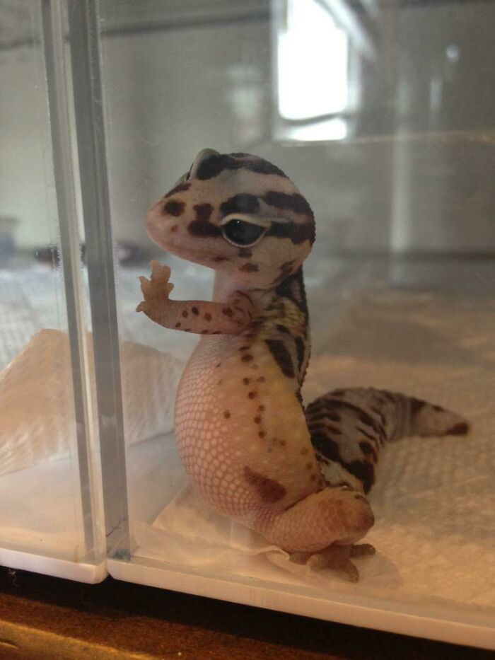 Handsome Lizard With His Hand To The Glass