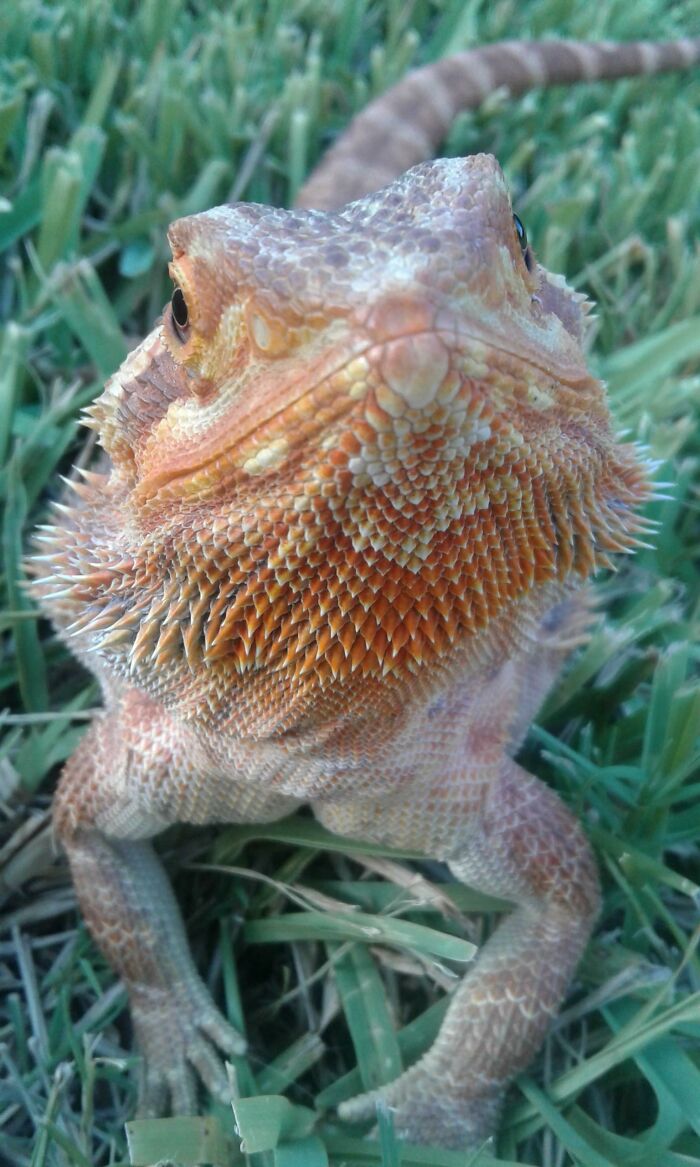 Whenever Someone Tells Me Lizards Are Not Cute, I Show Them This Picture Of My Girl, Dohva