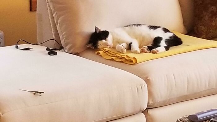 My Mom Sent Me This Photo A Couple Of Days Ago. I Was Too Busy Looking At Our Cute, Sleeping Kitty To Notice That She Was Trying To Show The Lizard On Our Couch