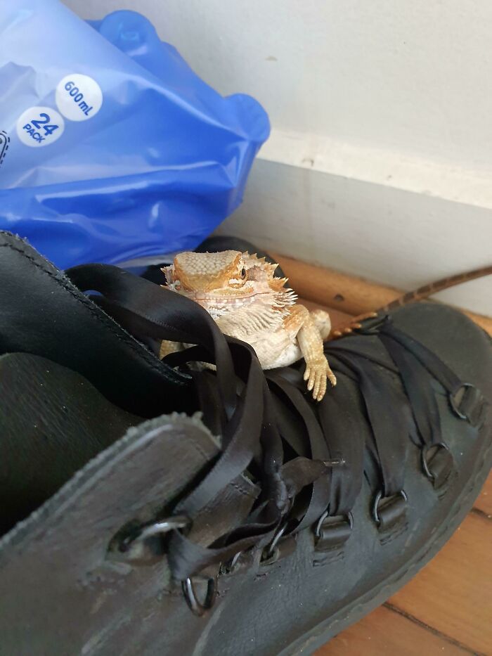 Had A Heart Attacking Coming Home Lizard Tank Was Open And He Was Gone. Found Him Hiding On My Boots. He Was Too Cute To Be Mad At