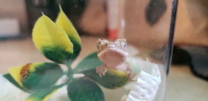 Geckos Can Be Cute Too!! Meet Blizzard The Lizard Our New Family Member (Crested Gecko)