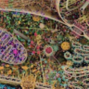 allielevandoski avatar