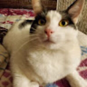 nicholasstewart_1 avatar