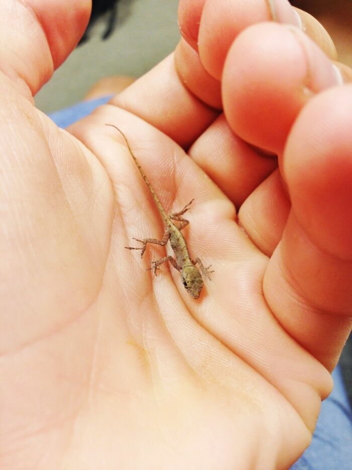 A Cute Baby Lizard To Brighten Your Day