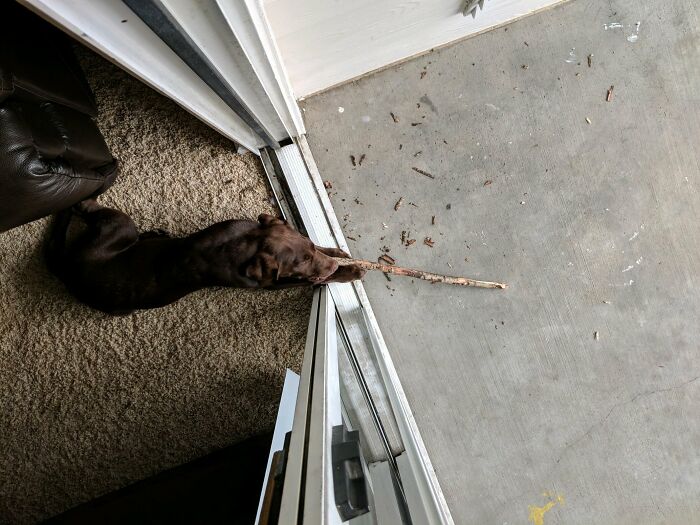 El chico bueno sabe que no se le permite tener palos dentro de la casa
