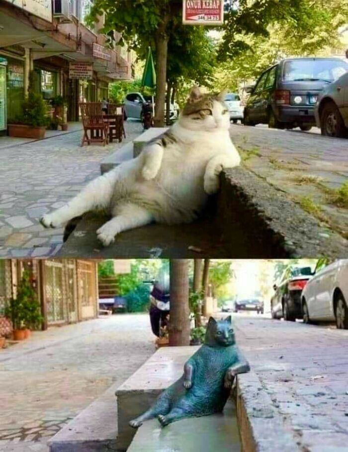 A Statue In Istanbul To Honor Tombili, A Famous Stray Cat. He Used To Sit In This Position And Watch Passers-By