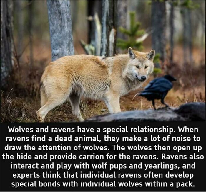 Ravens Are Also Called "Wolf Birds"
