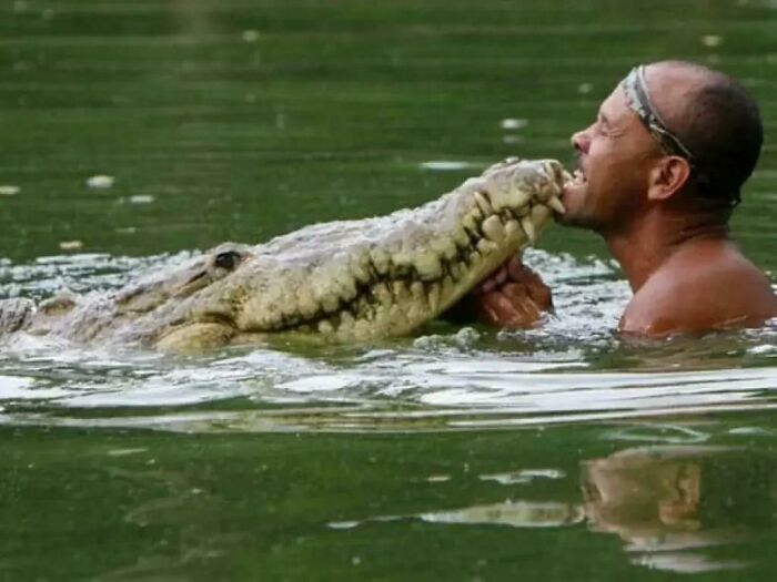 A Local Fisherman In Costa Rica Nursed A Crocodile Back To Health After It Had Been Shot In The Head, And Released The Reptile Back To Its Home. The Next Day, The Man Discovered “Pocho” Had Followed Him Home And Was Sleeping On The Man’s Porch. For 20 Years Pocho Became Part Of The Man’s Family