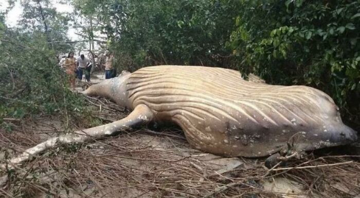 This Humpback Whale Was Found Dead In The Amazon Rainforest