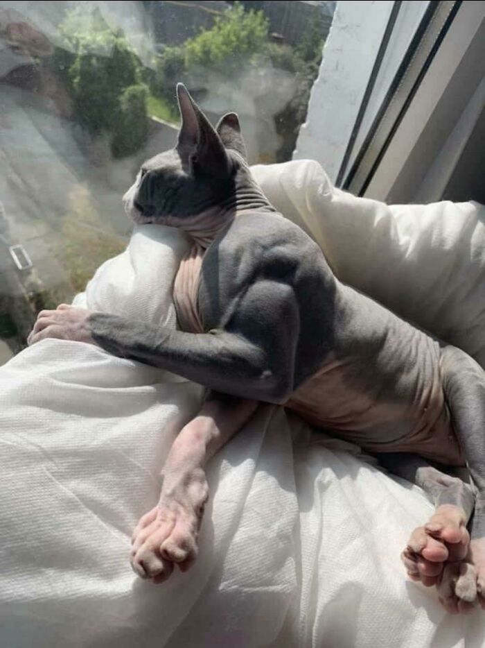 House Cat Suffering From Myostatin-Related Muscle Hypertrophy - A Rare Condition That Causes Muscles To Grow Excessively Large